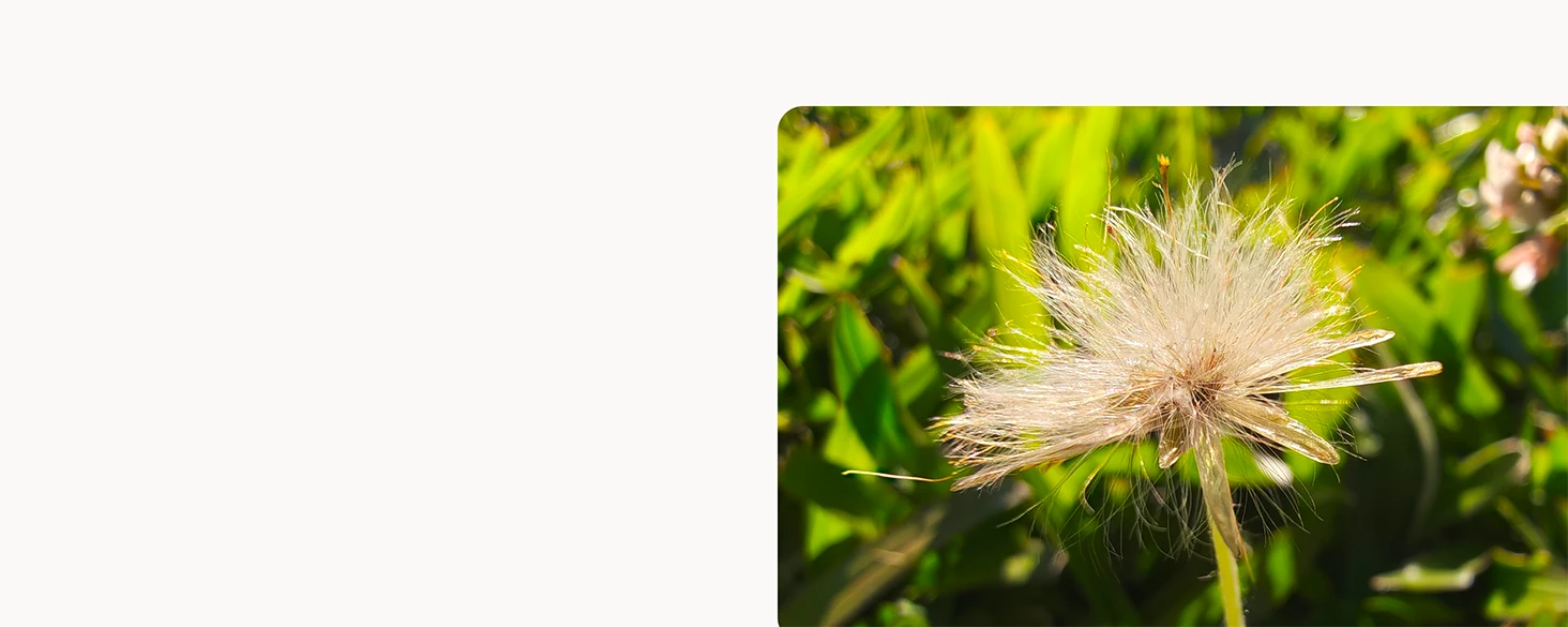 A macro image of a dandelion‑like seed head with fine, wispy filaments lit by strong sunlight, set against a vivid green blurred background.