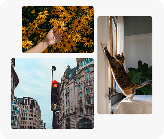 A close-up of a hand holding a blooming flower above a yellow flowerbed in bright sunlight. Another photo captures a cat stretching toward a door in mid-motion. The other photo shows a city street with buildings and a traffic light, illustrating image quality across a variety of shooting situations.